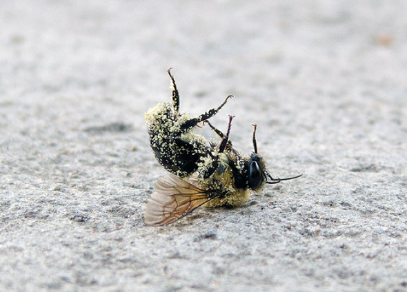bee death