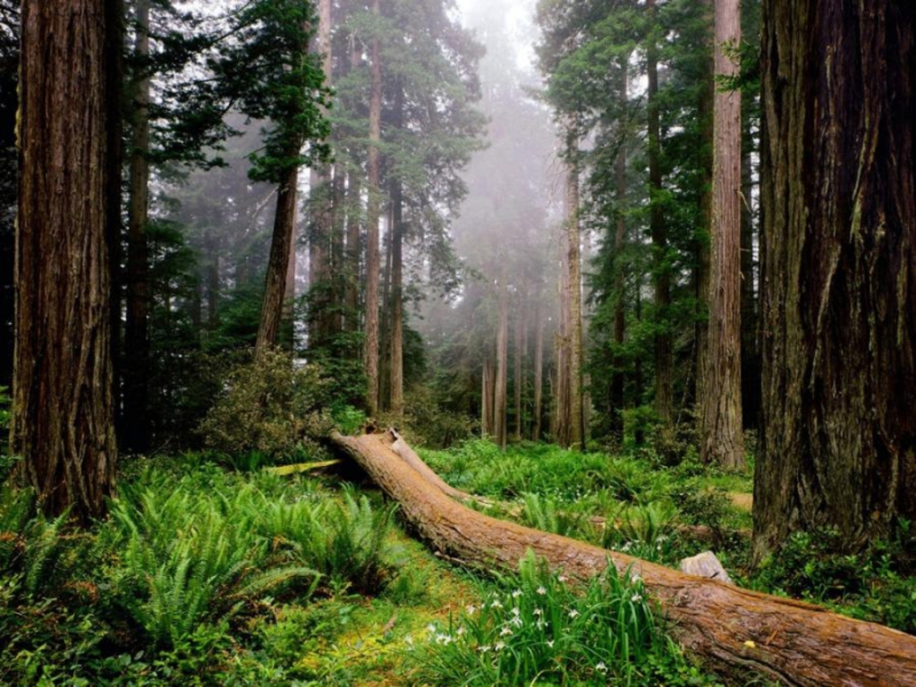 beautifulforest